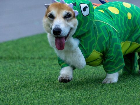 Corgis race, bark and sniff their way to glory at a growing international race Corgis race, bark and sniff their way to glory at a growing international race