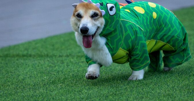 Corgis race, bark and sniff their way to glory at a growing international race