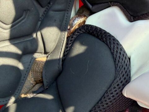 High school football player in Arkansas practices with a venomous snake in his helmet