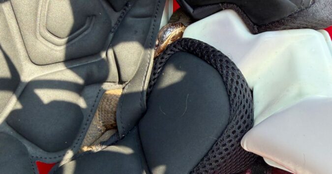 High school football player in Arkansas practices with a venomous snake in his helmet