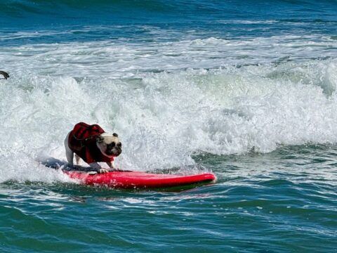 Top dogs ride waves at annual World Dog Surfing Championships
