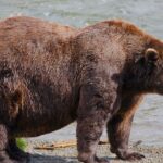 Fat Bear Week opens for Alaska’s heavyweight crown. Can Chunk, the 1,200-pound champ, win again?