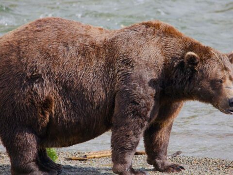 Fat Bear Week opens for Alaska’s heavyweight crown. Can Chunk, the 1,200-pound champ, win again?