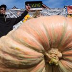 Giant pumpkins battle for heavyweight glory and the world record in California