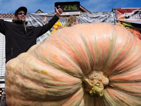 Giant pumpkins battle for heavyweight glory and the world record in California Giant pumpkins battle for heavyweight glory and the world record in California
